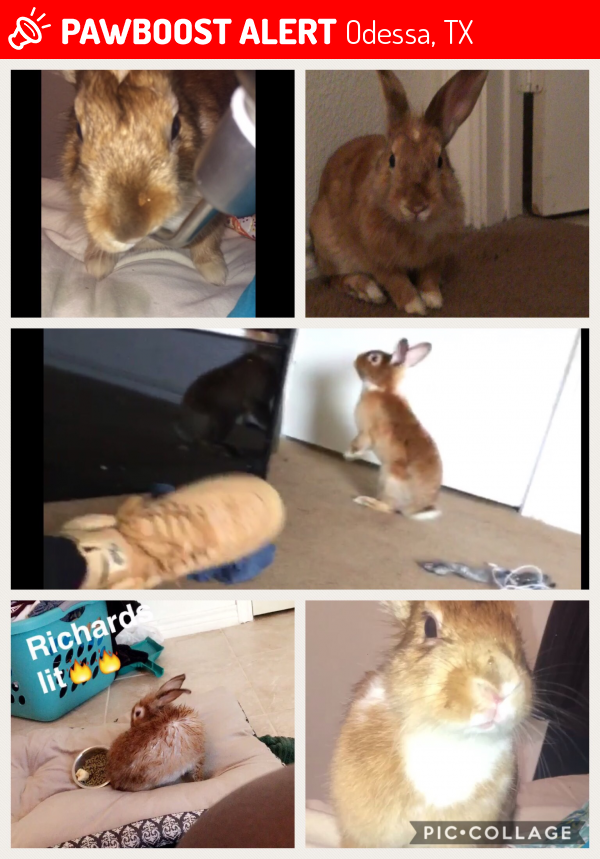 Lost Male Rabbit in Odessa, TX 79761 Named Richard Maywin (ID 4661853) PawBoost