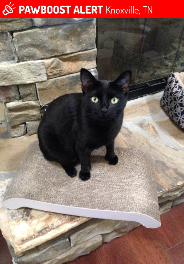 Lost Female Cat in Knoxville, TN 37934 Named Kali (ID 4662619) PawBoost