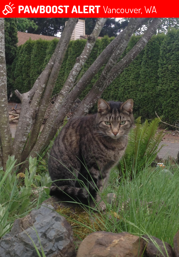 Lost Male Cat in Vancouver, WA 98684 Named Freddie (ID 4662631) PawBoost