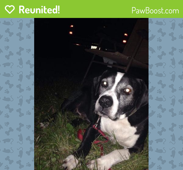 Reunited Male Dog in Shelbyville, IN 46176 (ID 4662173) PawBoost
