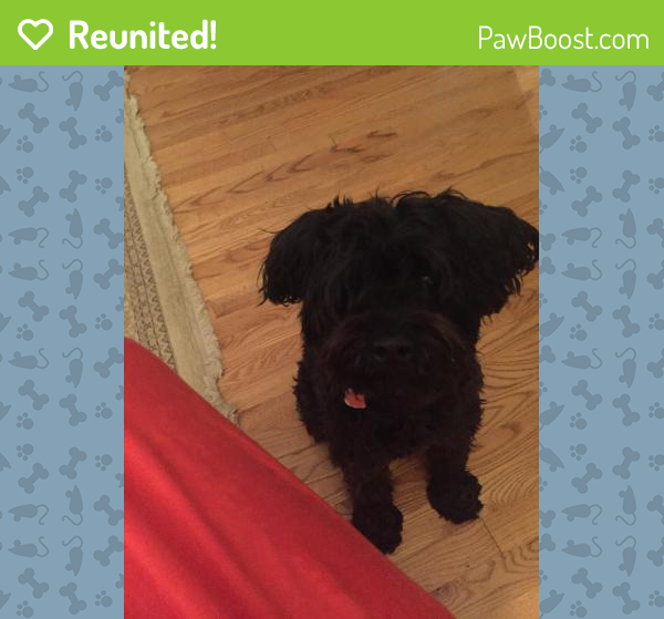 Reunited Male Dog in Grand Rapids, MI 49506 (ID 4658333) PawBoost