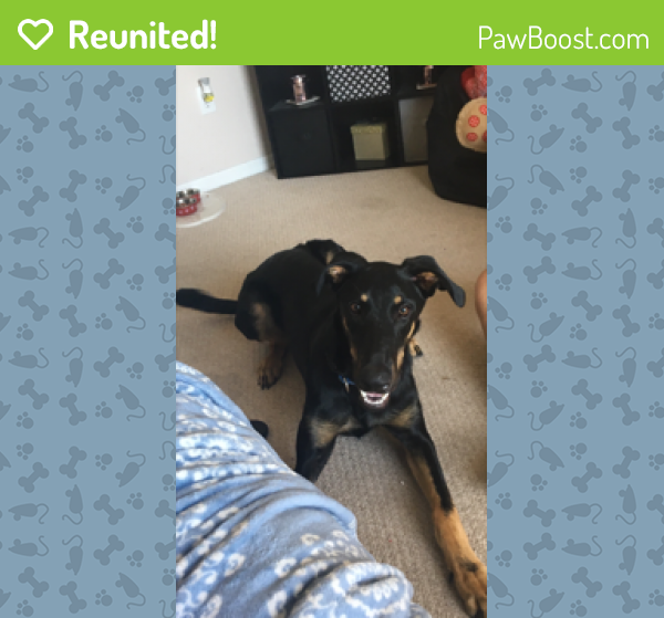 Reunited Male Dog last seen SW Aledo Lane & SW Rosser Blvd, Port St. Lucie, FL 34953