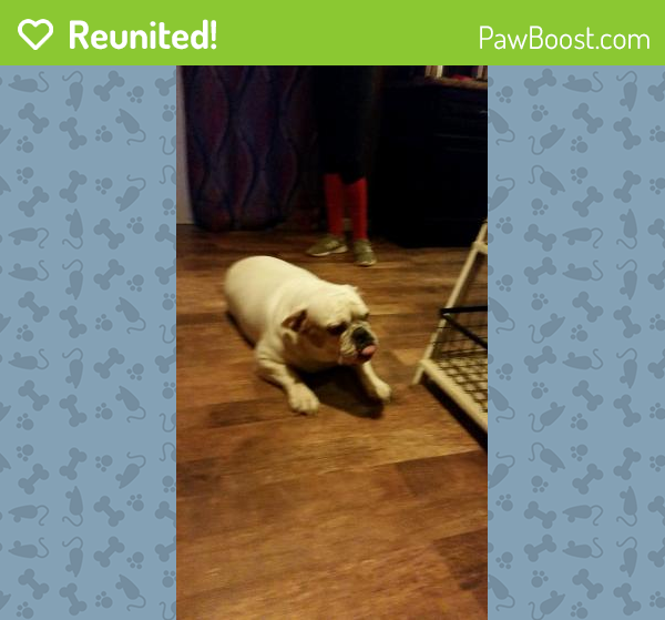 Reunited Female Dog in Muscle Shoals, AL 35660 (ID 4630384) PawBoost