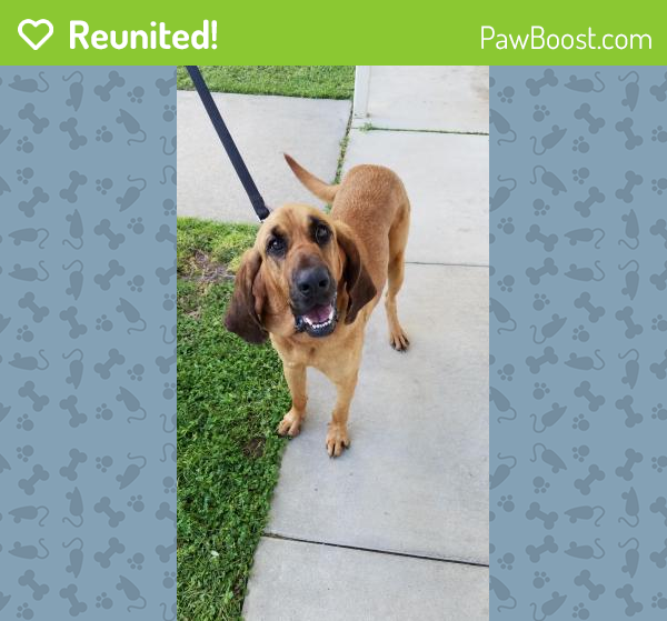 Reunited Female Dog in Milton, FL 32583 (ID 64665110) PawBoost