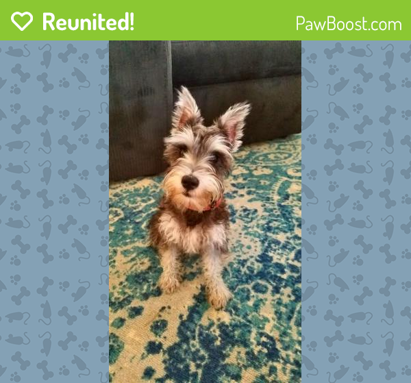 Reunited Female Dog in Fort Lauderdale, FL 33305 (ID 4665480) PawBoost