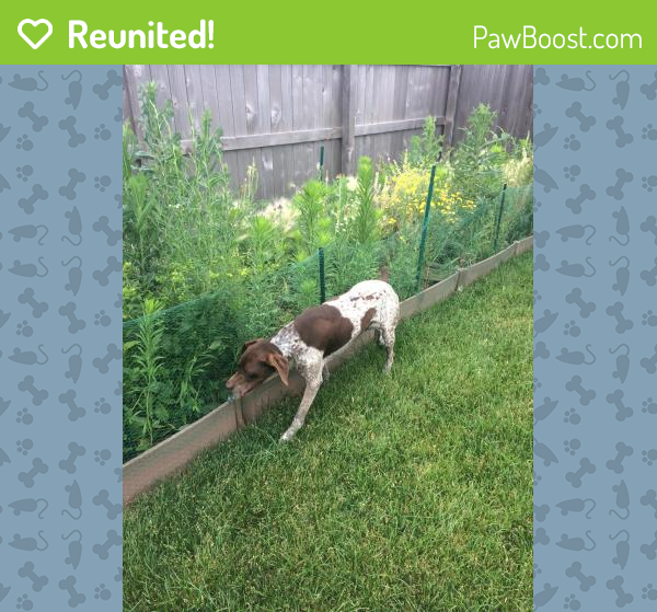 Reunited Male Dog in Sioux Falls, SD 57108 (ID 4665585) PawBoost