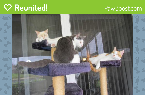 Reunited Male Cat last seen Near SE Grand Dr & SE Flintlock Rd, Port St. Lucie, FL 34952