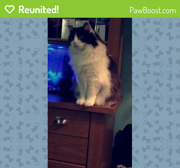 Reunited Female Cat in Las Vegas, NV 89108 (ID 4667268) PawBoost