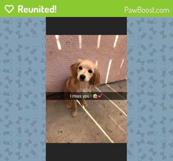 Reunited Female Dog in Baldwin Park, CA 91706 (ID 4659831) PawBoost