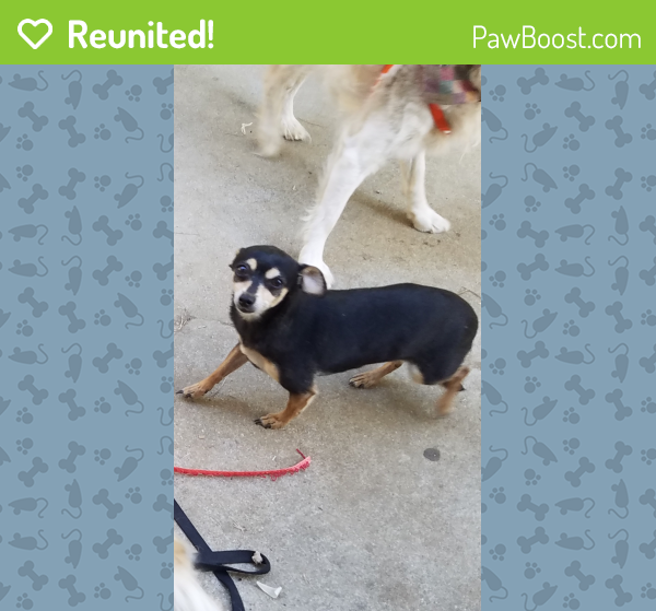 Reunited Female Dog in Moreno Valley, CA 92557 (ID 4667010) PawBoost