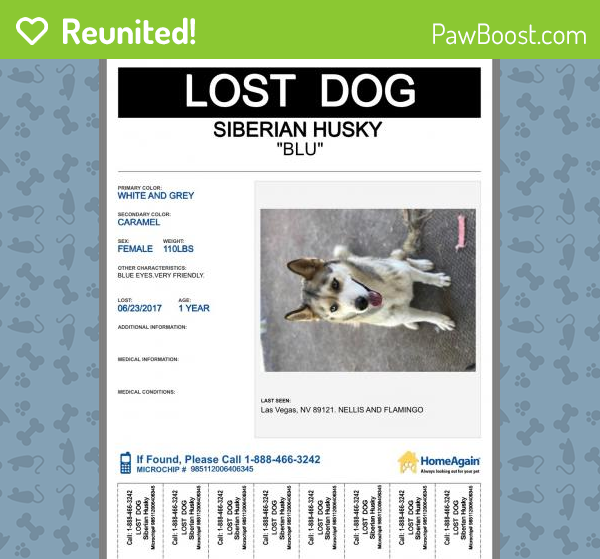 Reunited Female Dog in Las Vegas, NV 89121 (ID 4665930) PawBoost