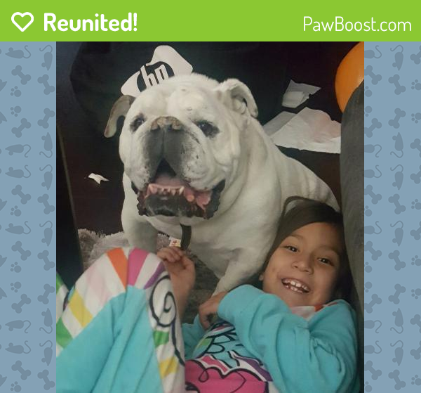 Reunited Male Dog in Las Vegas, NV 89178 (ID 4662763) PawBoost