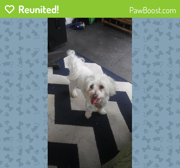 Reunited Male Dog in Farmington Hills, MI 48336 (ID 4665814) PawBoost