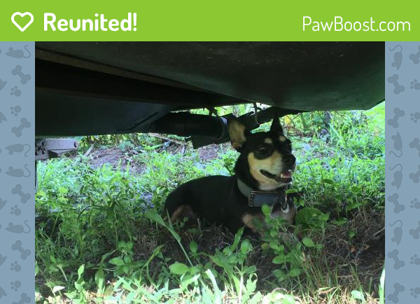 Reunited Female Dog last seen Fort Pierce, FL 34946, Fort Pierce, FL 34946