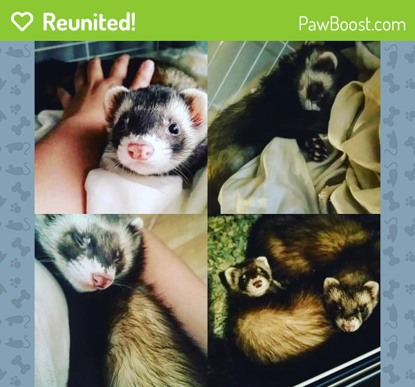 Reunited Ferret in Los Angeles, CA 91607 (ID 4669958) PawBoost