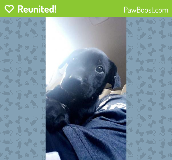 Reunited Male Dog in Norcross, GA 30071 (ID 4670697) PawBoost