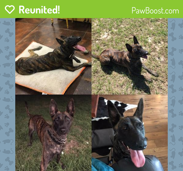 Reunited Female Dog in Belleview, FL 34420 (ID 4658887) PawBoost