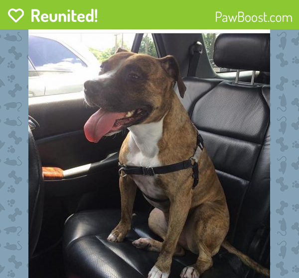 Reunited Female Dog in Clifton, NJ 07011 (ID 4671935) PawBoost