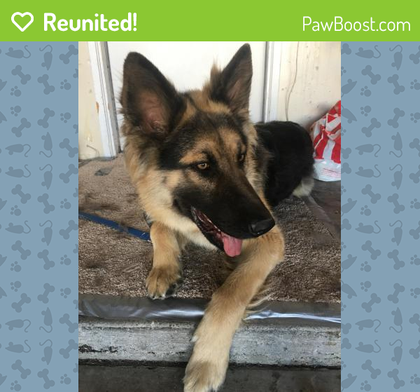 Reunited Male Dog in Palmdale, CA 93552 (ID 4671762) PawBoost