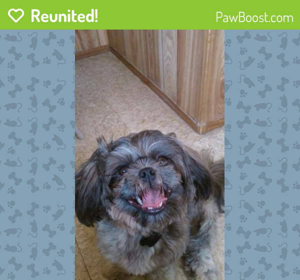 Reunited Female Dog in Winter Haven, FL 33881 (ID 4671923) PawBoost