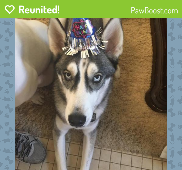 Reunited Male Dog in Cedar Rapids, IA 52405 (ID 4654793) PawBoost