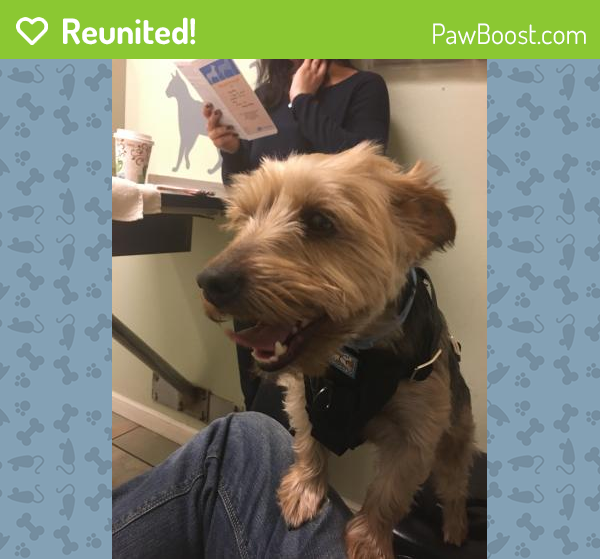 Reunited Male Dog in Los Angeles, CA 91606 (ID 4674414) PawBoost
