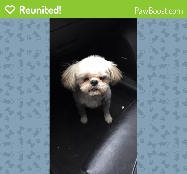 Reunited Female Dog in Rio Rancho, NM 87124 (ID 4675676) PawBoost