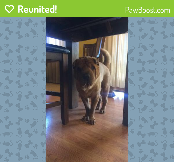 Reunited Male Dog in Apache Junction, AZ 85119 (ID 4677390) PawBoost