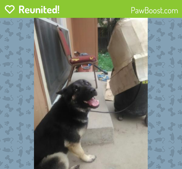 Reunited Female Dog in Visalia, CA 93277 (ID 4678296) PawBoost