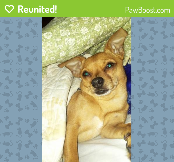 Reunited Dog in Rio Rancho, NM 87124 (ID 4647915) PawBoost