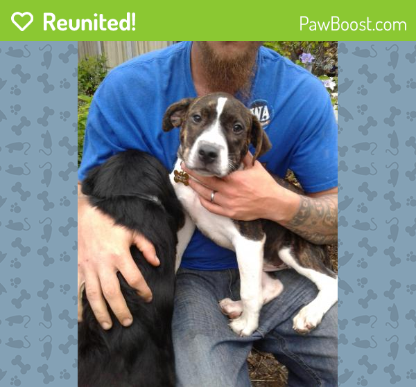 Reunited Male Dog in Kansas City, MO 64132 (ID 4676115) PawBoost