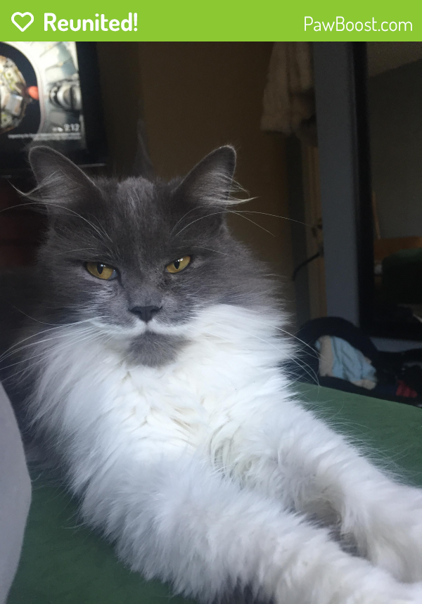 Reunited Male Cat in Knoxville, TN 37919 (ID 4569060) PawBoost