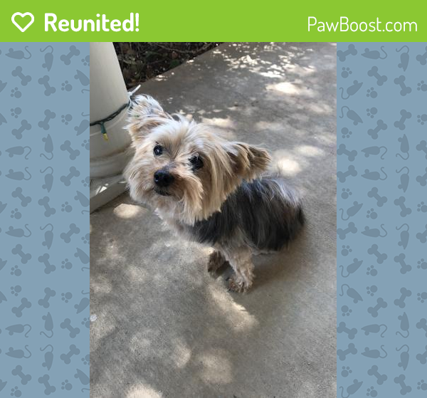 Reunited Male Dog in Azle, TX 76020 (ID 4680420) PawBoost