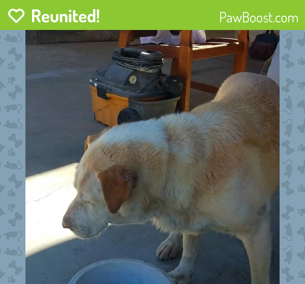 Reunited Male Dog in Los Angeles, CA 90023 (ID 4683673) PawBoost