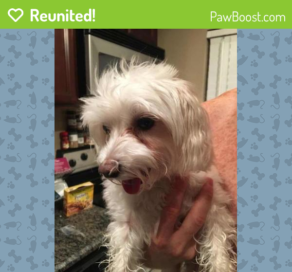 Reunited Male Dog in Orlando, FL 32803 (ID 4683194) PawBoost