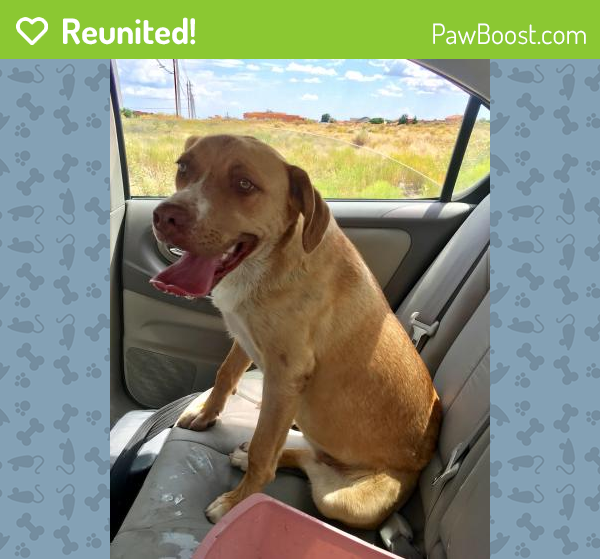 Reunited Dog in Rio Rancho, NM 87144