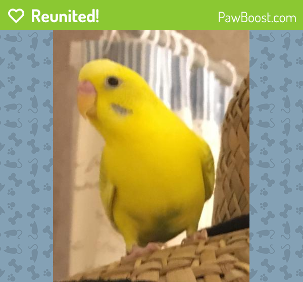 Reunited Unknown Bird last seen Near Dewitt Ave & E Duncan Ave, Alexandria, VA 22301