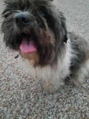 Found Unknown Dog last seen Near Adkins St & N 9th St, Conroe, TX 77301