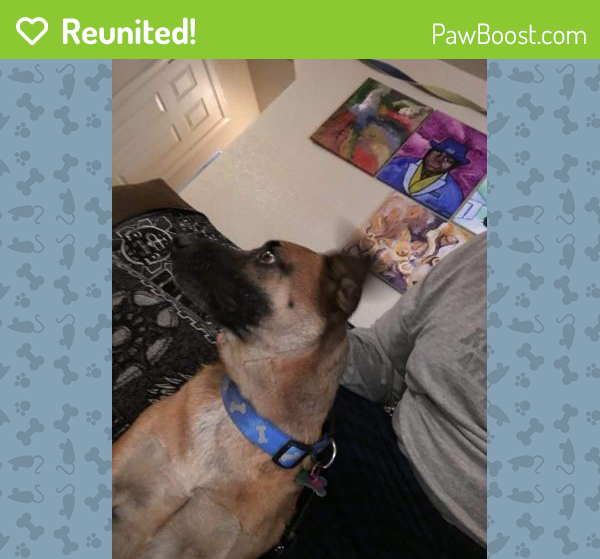 Reunited Male Dog in Kingman, AZ 86409 (ID 4685117) PawBoost
