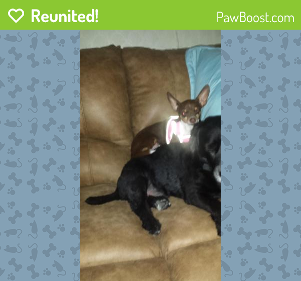 Reunited Female Dog in San Jacinto, CA 92582 (ID 4670570) PawBoost