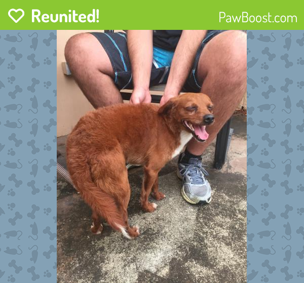 Reunited Dog in Boynton Beach, FL 33426