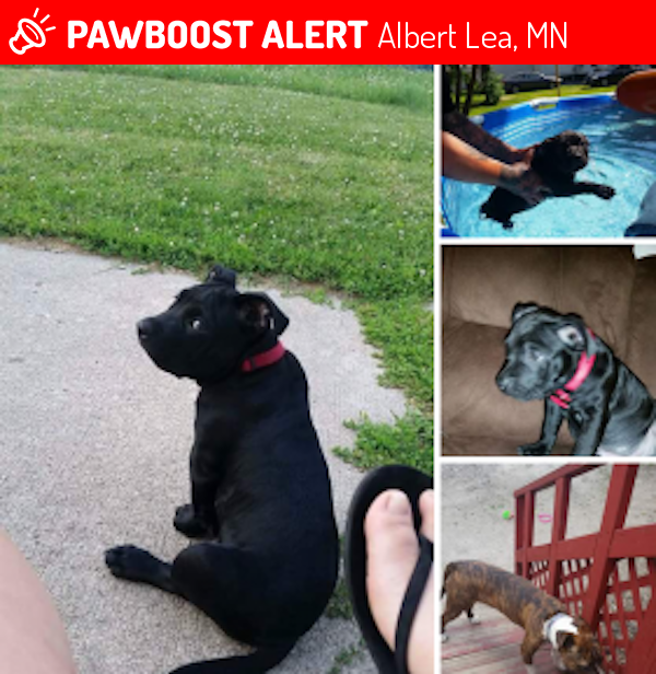 Lost Male Dog in Albert Lea, MN 56007 Named Magic (ID 4689800) PawBoost