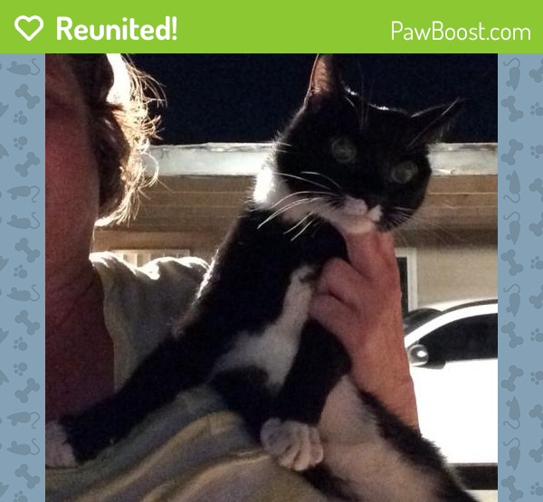 Reunited Cat in Las Vegas, NV 89120 (ID 4631778) PawBoost
