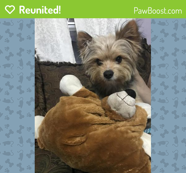 Reunited Male Dog in Murfreesboro, TN 37129 (ID 4690233) PawBoost