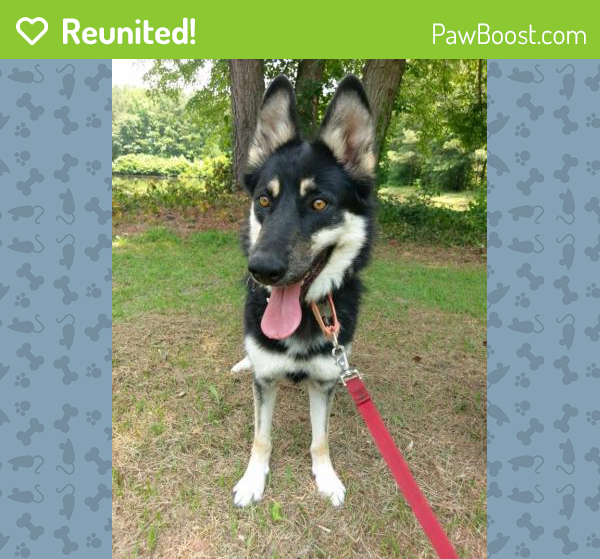 Reunited Female Dog in Fuquay Varina, NC 27526 (ID 4656997) PawBoost
