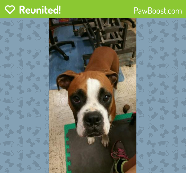 Reunited Female Dog in Kenner, LA 70062 (ID 4687648) PawBoost