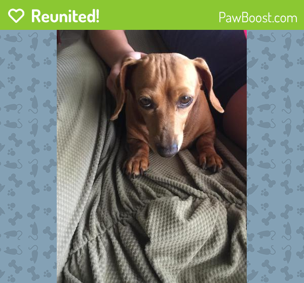 Reunited Female Dog in Bradenton, FL 34205 (ID 4687943) PawBoost