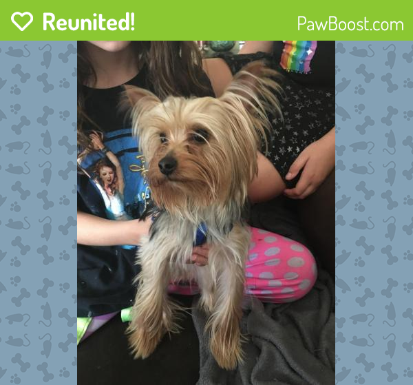 Reunited Male Dog in Cape Coral, FL 33909 (ID 4688602) PawBoost