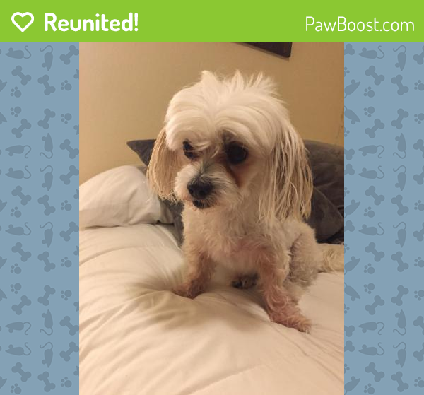 Reunited Female Dog in Gainesville, FL 32603 (ID 4695200) PawBoost