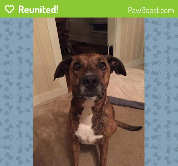 Reunited Female Dog in Louisville, KY 40206 (ID 4696208) PawBoost